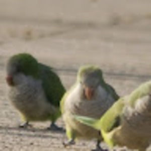 Meet your Posher, Gladys